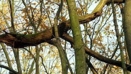 Los mejores brokers en Suecia