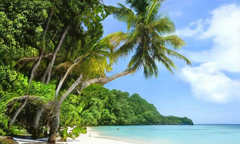 Playa tropical con palmeras, agua turquesa y exuberante follaje verde.
